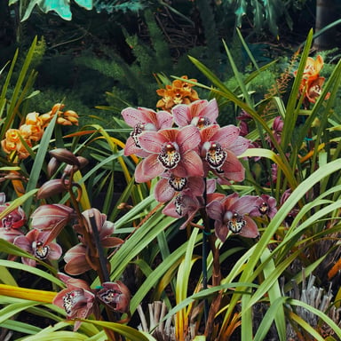 Orchid clusters and lush tropical foliage in a botanical garden